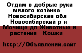 Отдам в добрые руки милого котёнка! - Новосибирская обл., Новосибирский р-н, Мочище дп Животные и растения » Кошки   